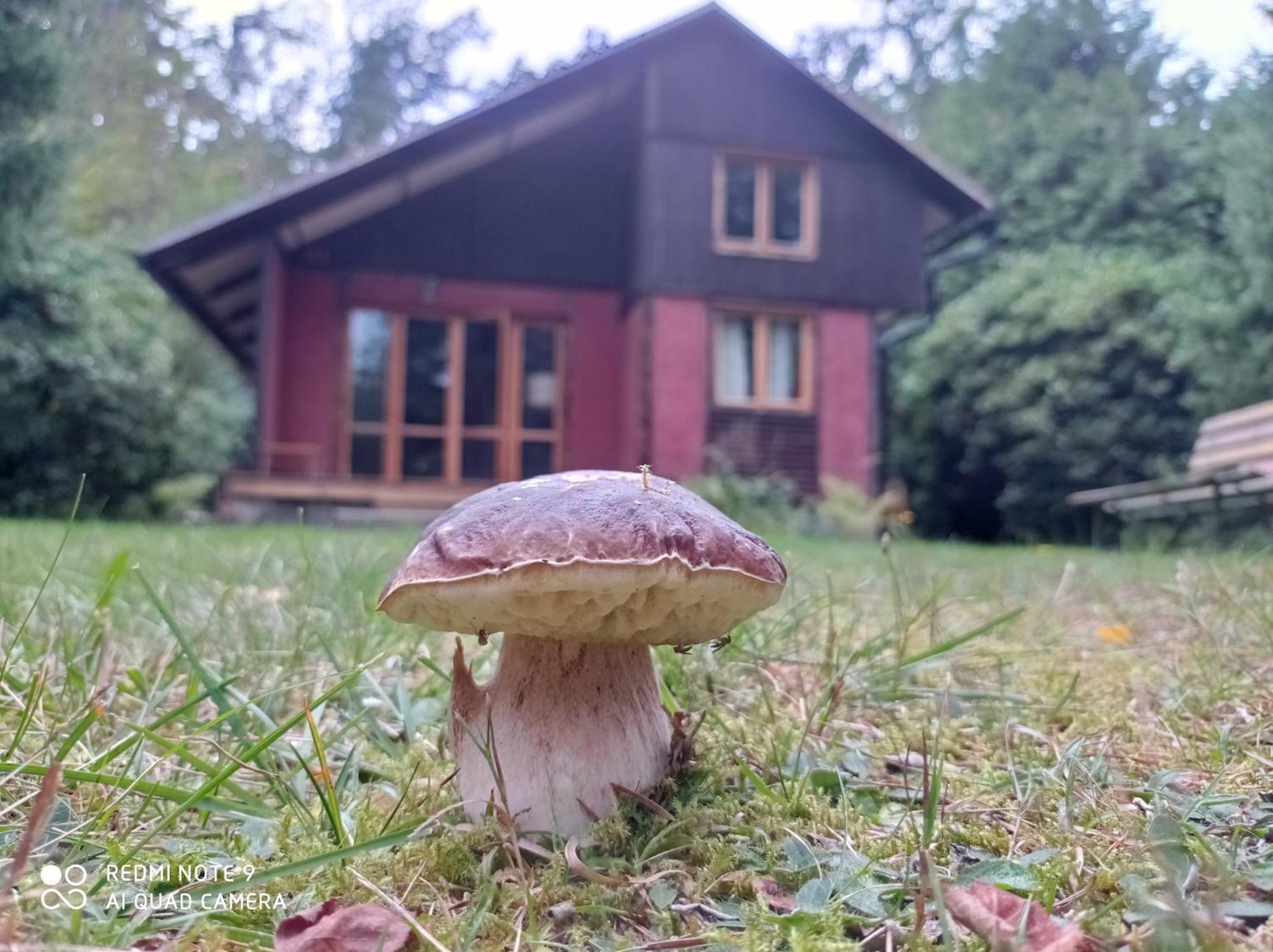 Chata Oliva Villa Planá nad Lužnicí Esterno foto